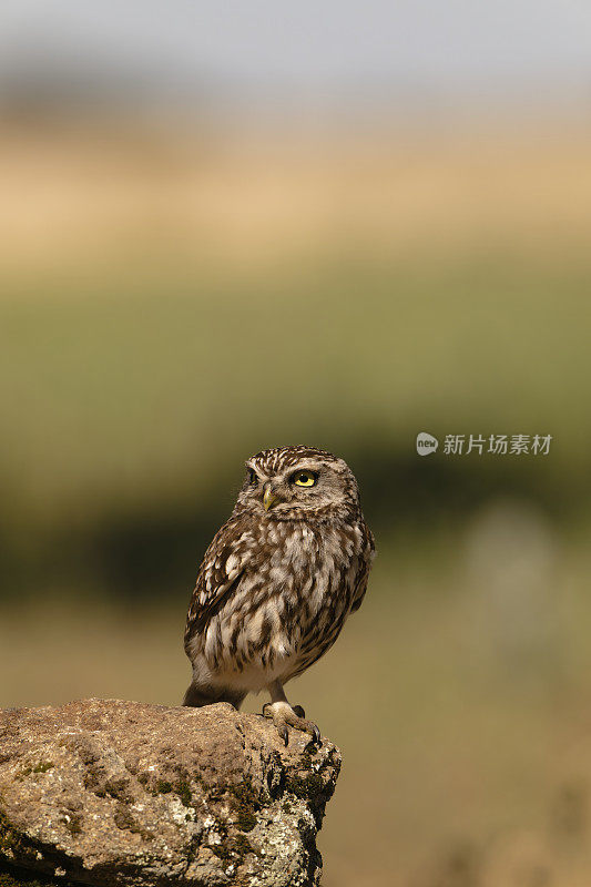 小猫头鹰(Athena noctua)